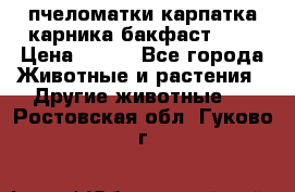 пчеломатки карпатка карника бакфаст F-1 › Цена ­ 800 - Все города Животные и растения » Другие животные   . Ростовская обл.,Гуково г.